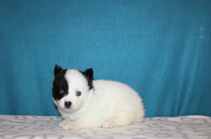 puppy, for, sale, Pomsky, Matthew B. Stoltzfus, dog, breeder, Gap, PA, dog-breeder, puppy-for-sale, forsale, nearby, find, puppyfind, locator, puppylocator, aca